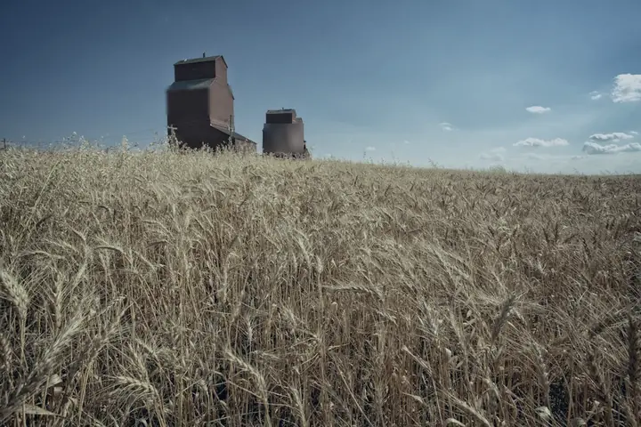Champ de blé et silos de collecte